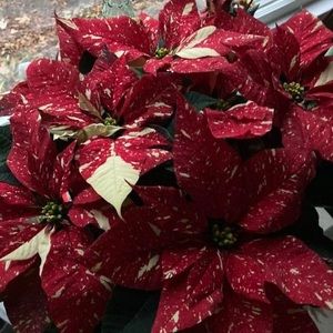 Meet your Posher, Sheryl